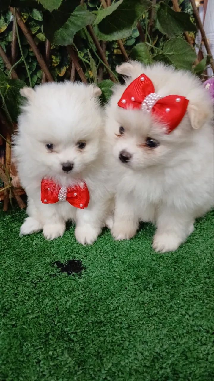 Spitz Alemão - Filhote Encantador - Foto 2