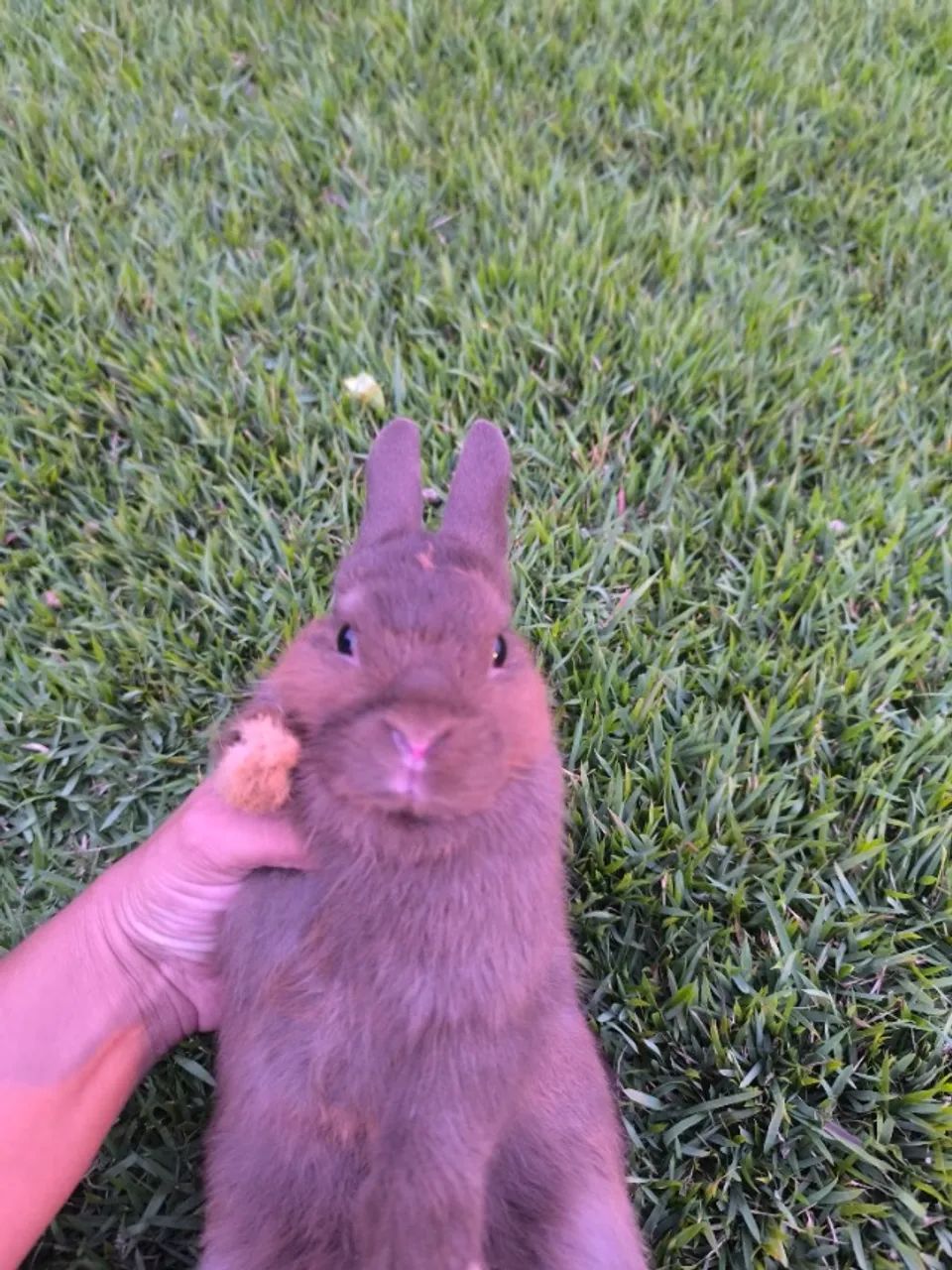 Netherland Dwarf (Coelho Anão) - Foto 2
