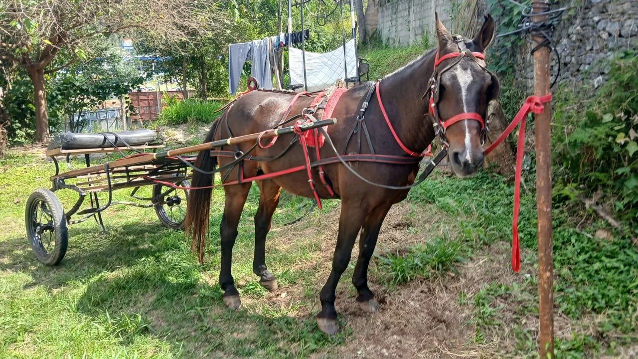 Cavalo trotador  - Foto 6
