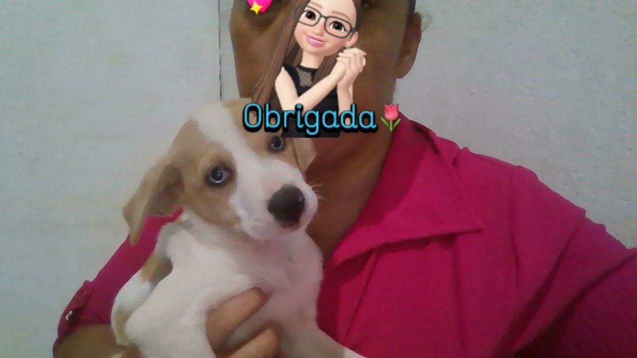 Cachorro filhote 3 meses  - Foto 3