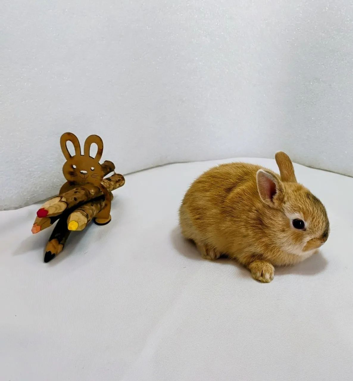 Lindos Filhotes Disponíveis Mini Coelhos  - Foto 5