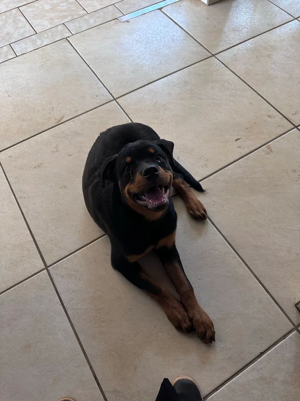 Vendo Rotweiller - 4 meses - Foto 3