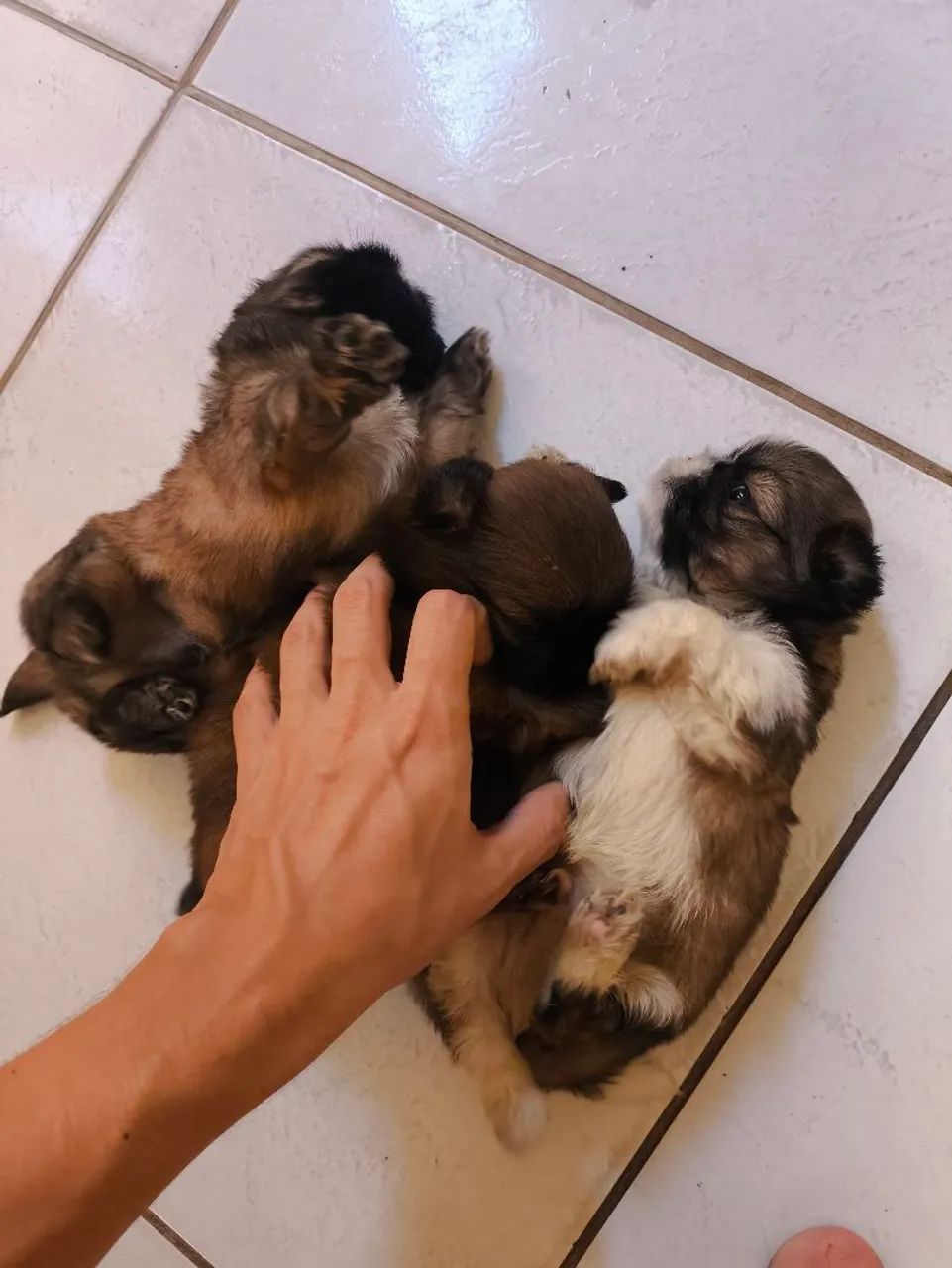 Shih tzus  - Foto 4