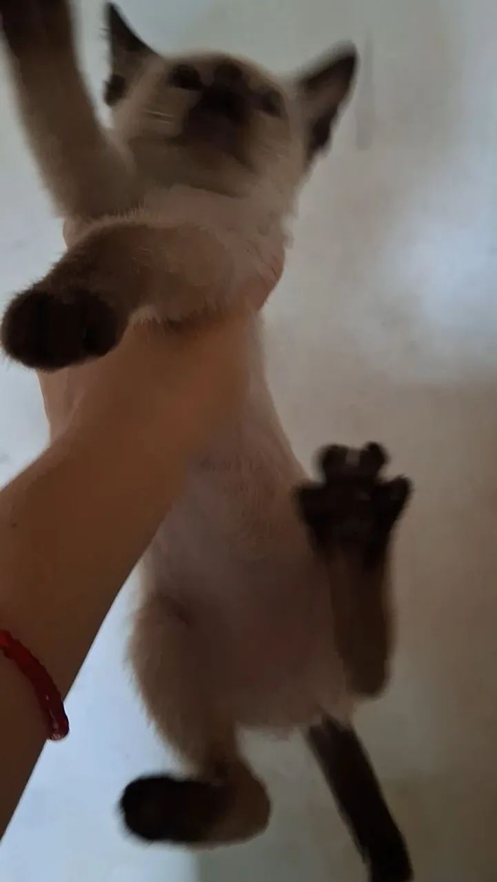 Gata Siamês  - Foto 5