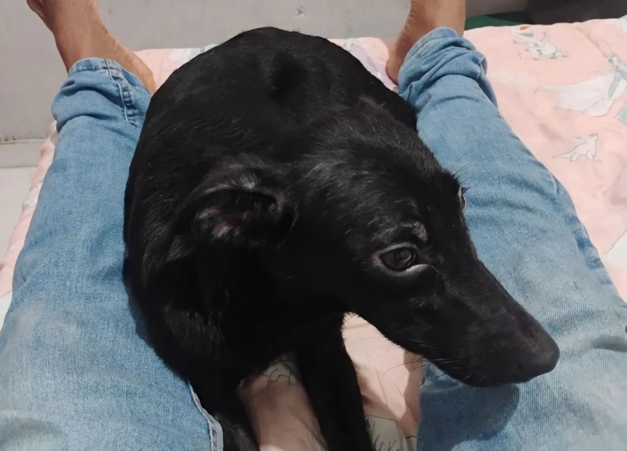 Petinho
