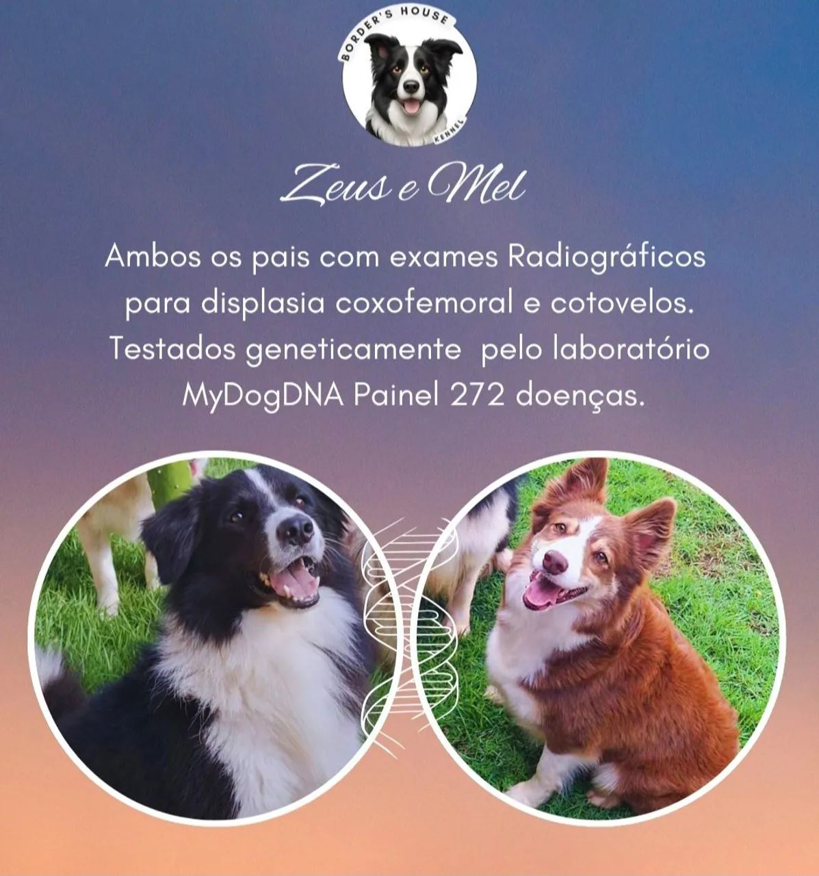 Border collie - Foto 3