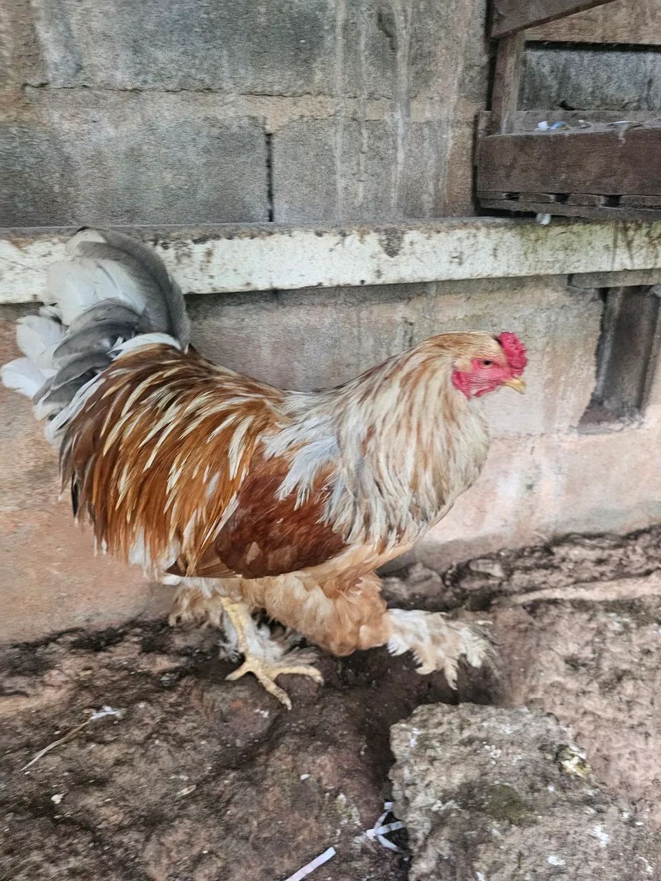 Casal Brahma Lemon 