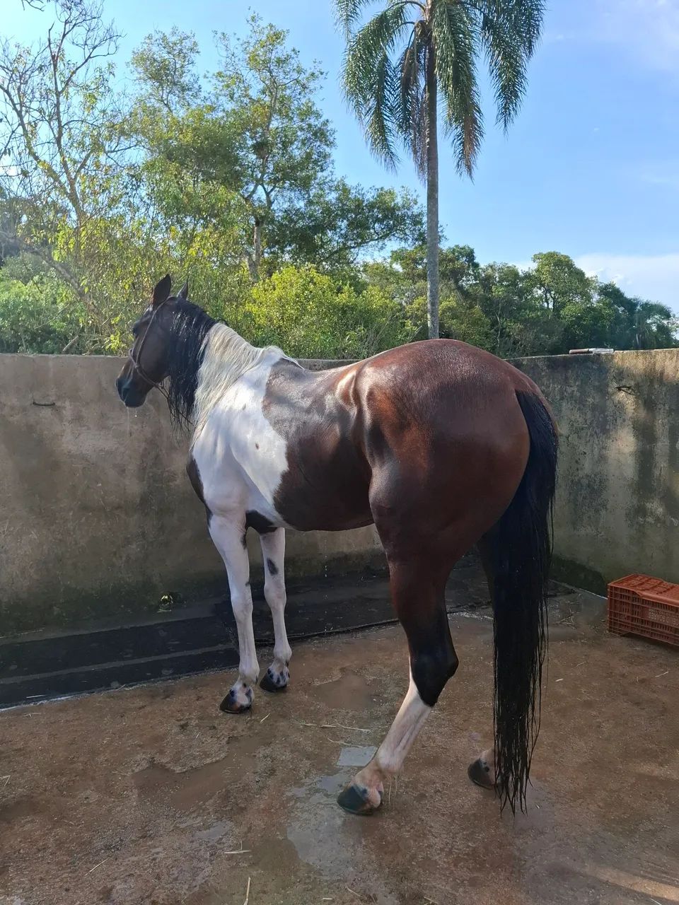 Cavalo Mangalarga Paulista - Foto 4