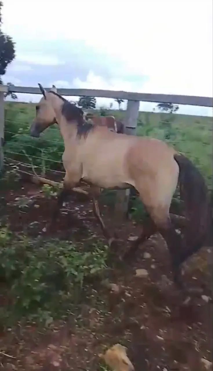 Potro marcha batida genuína 