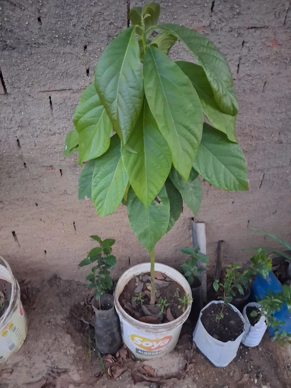Muda de abaca - Foto 4