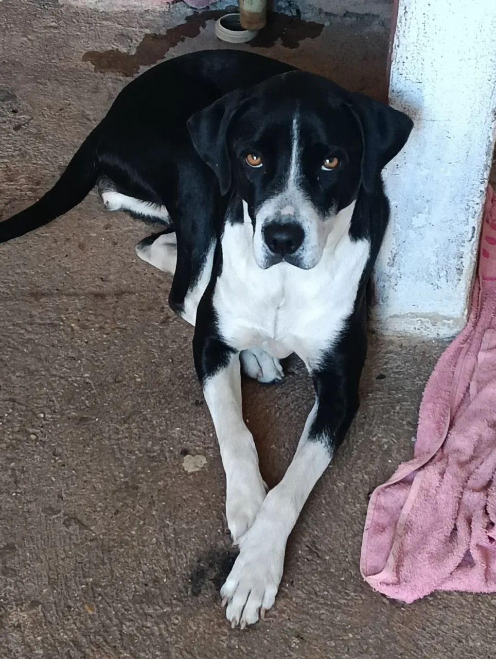 Cachorra mistiça - Foto 2