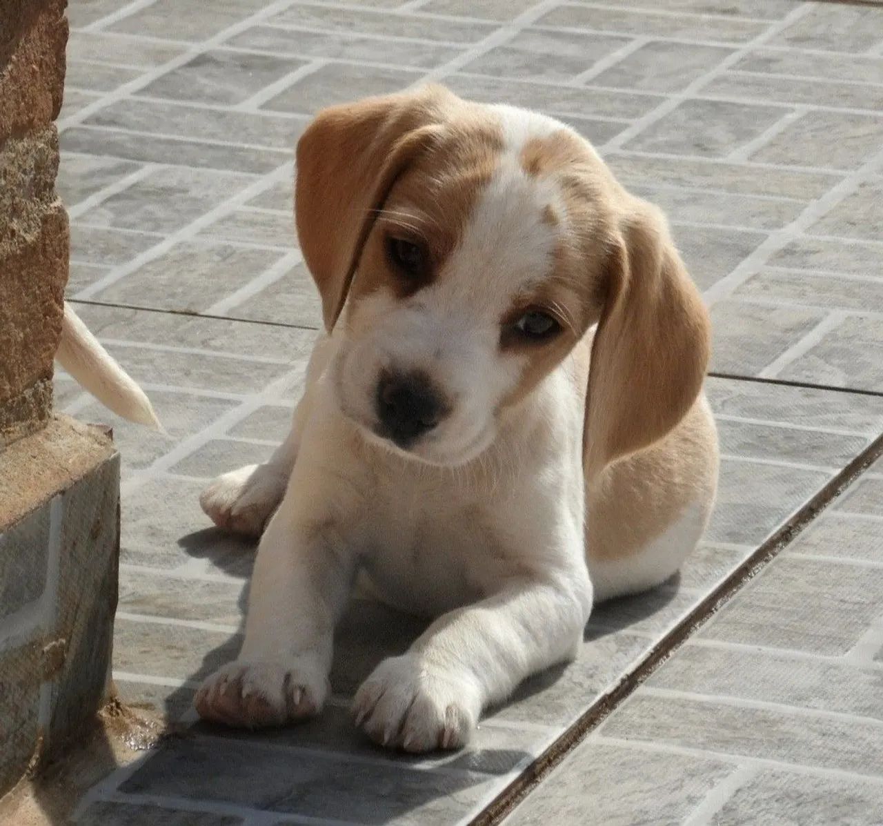 Beagle - Foto 4
