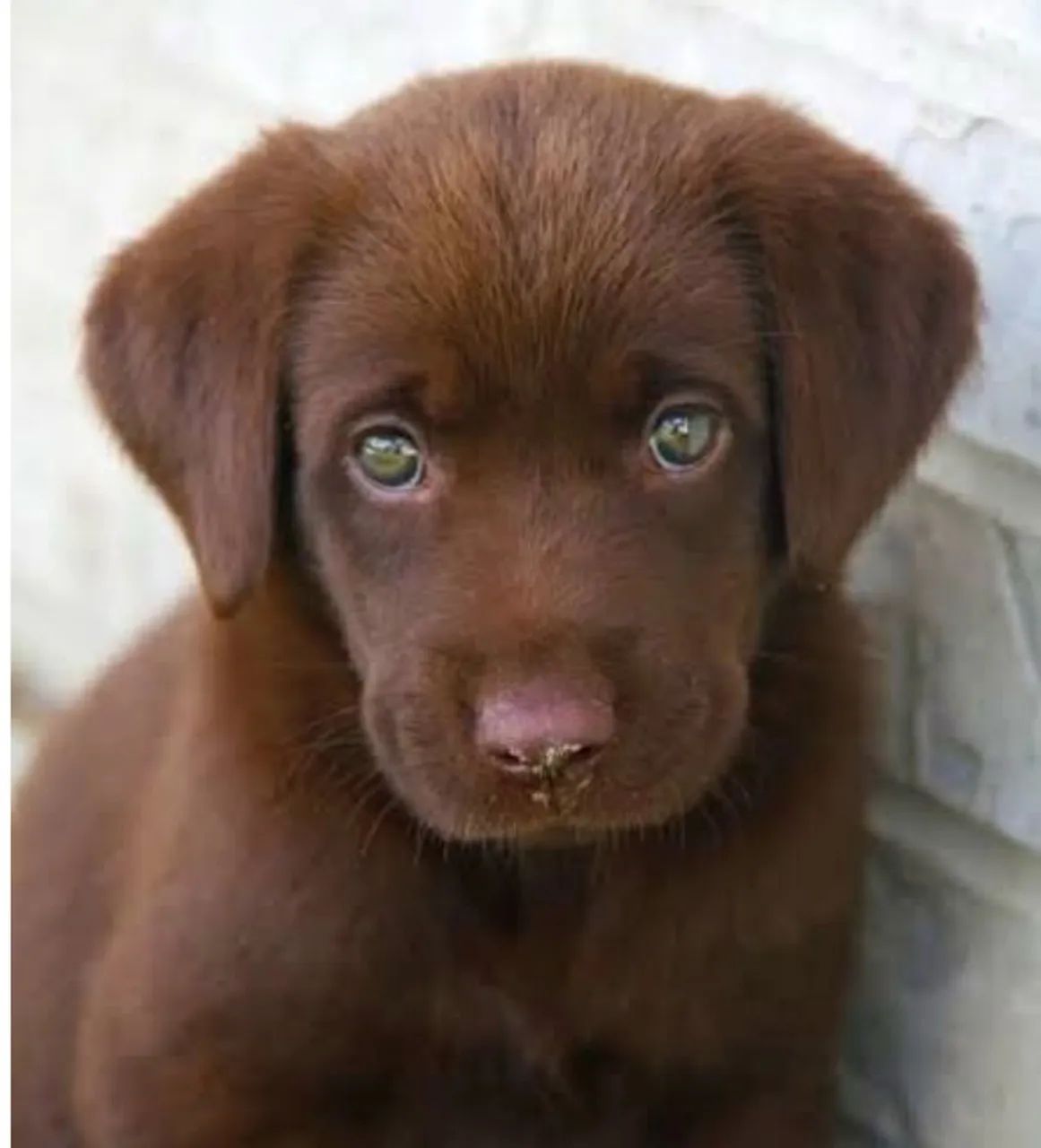 Labrador chocolate 