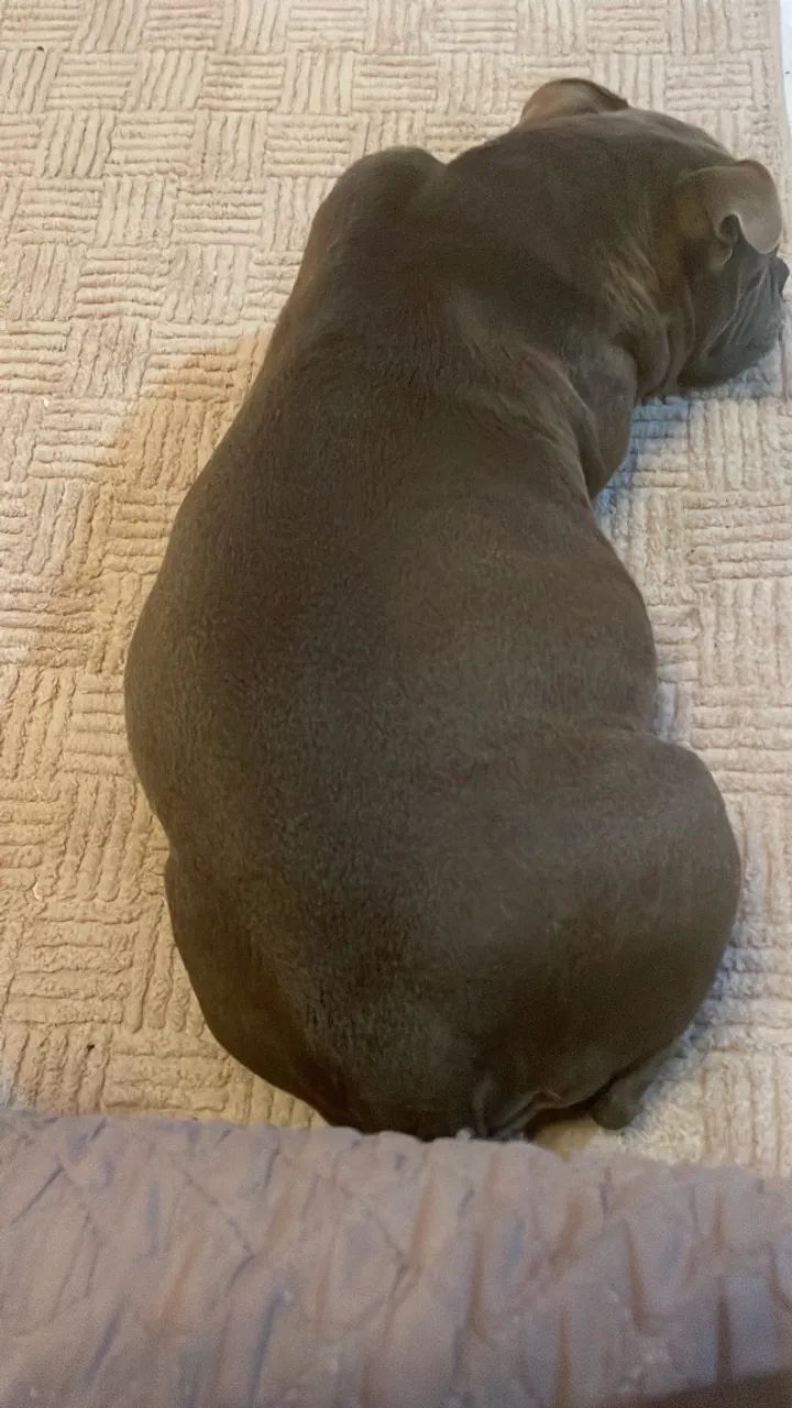Vendo fêmea de Bully