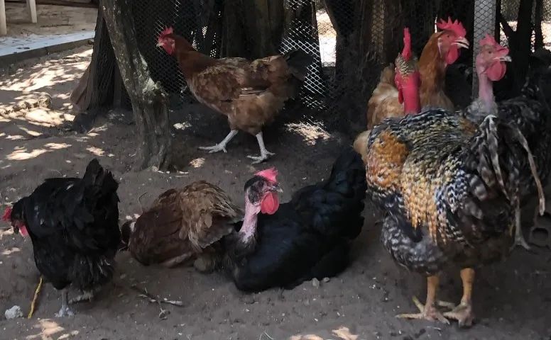 Ovos Caipira - Foto 4