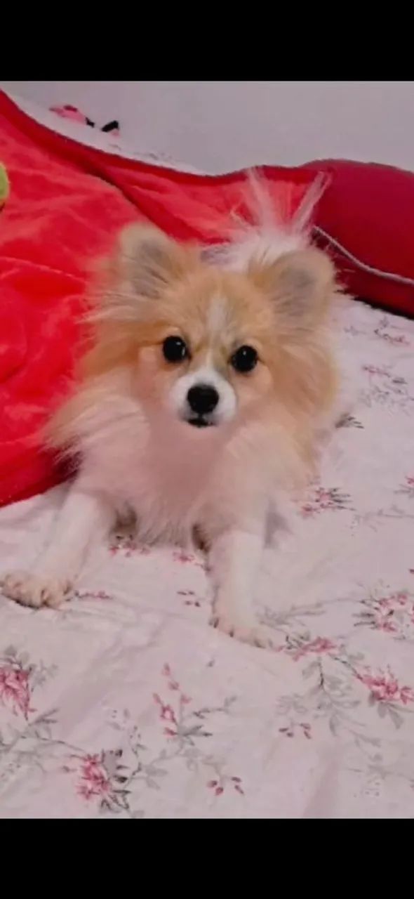 Splitz anã rapozinha - Foto 4