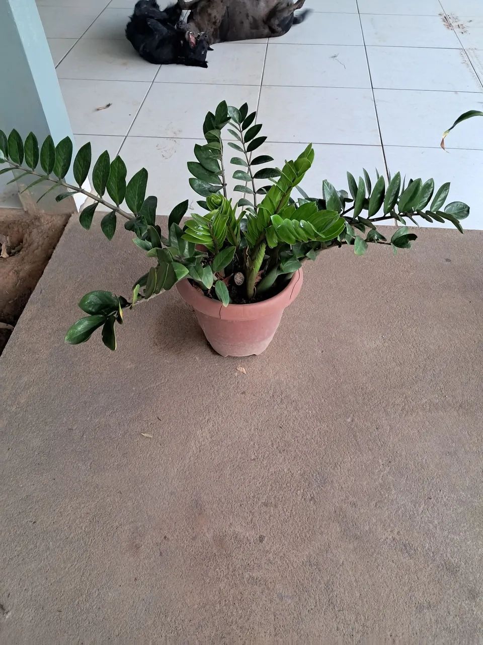 Planta 