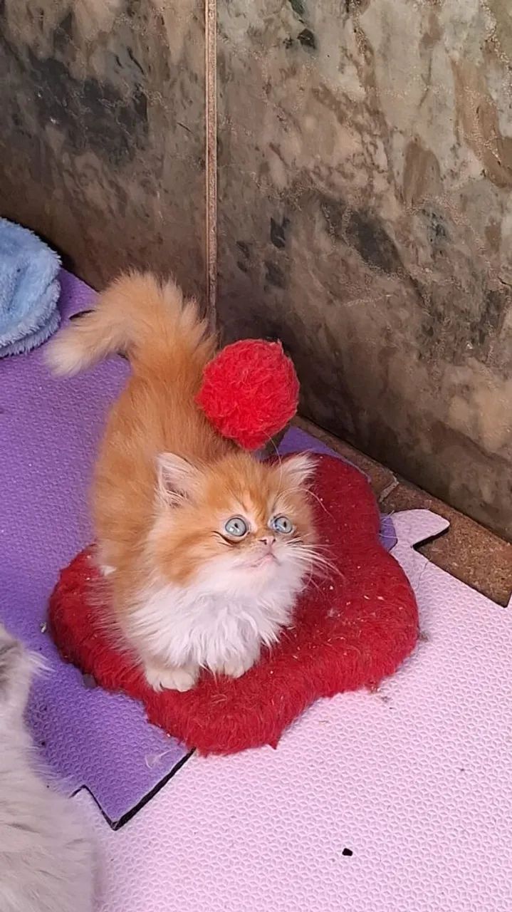 Gatos persas - Foto 5