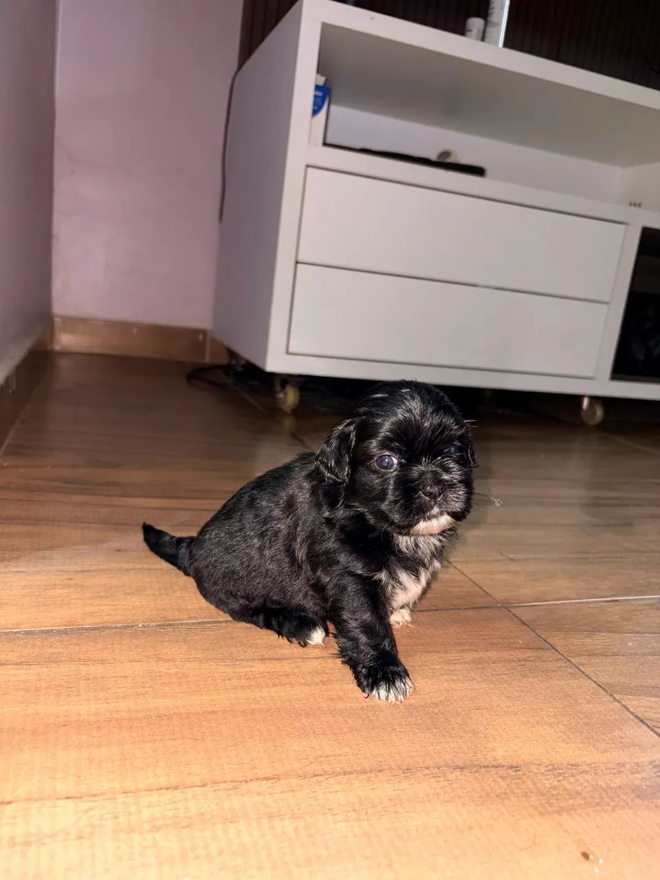 Cachorro shih Tzu - Foto 3