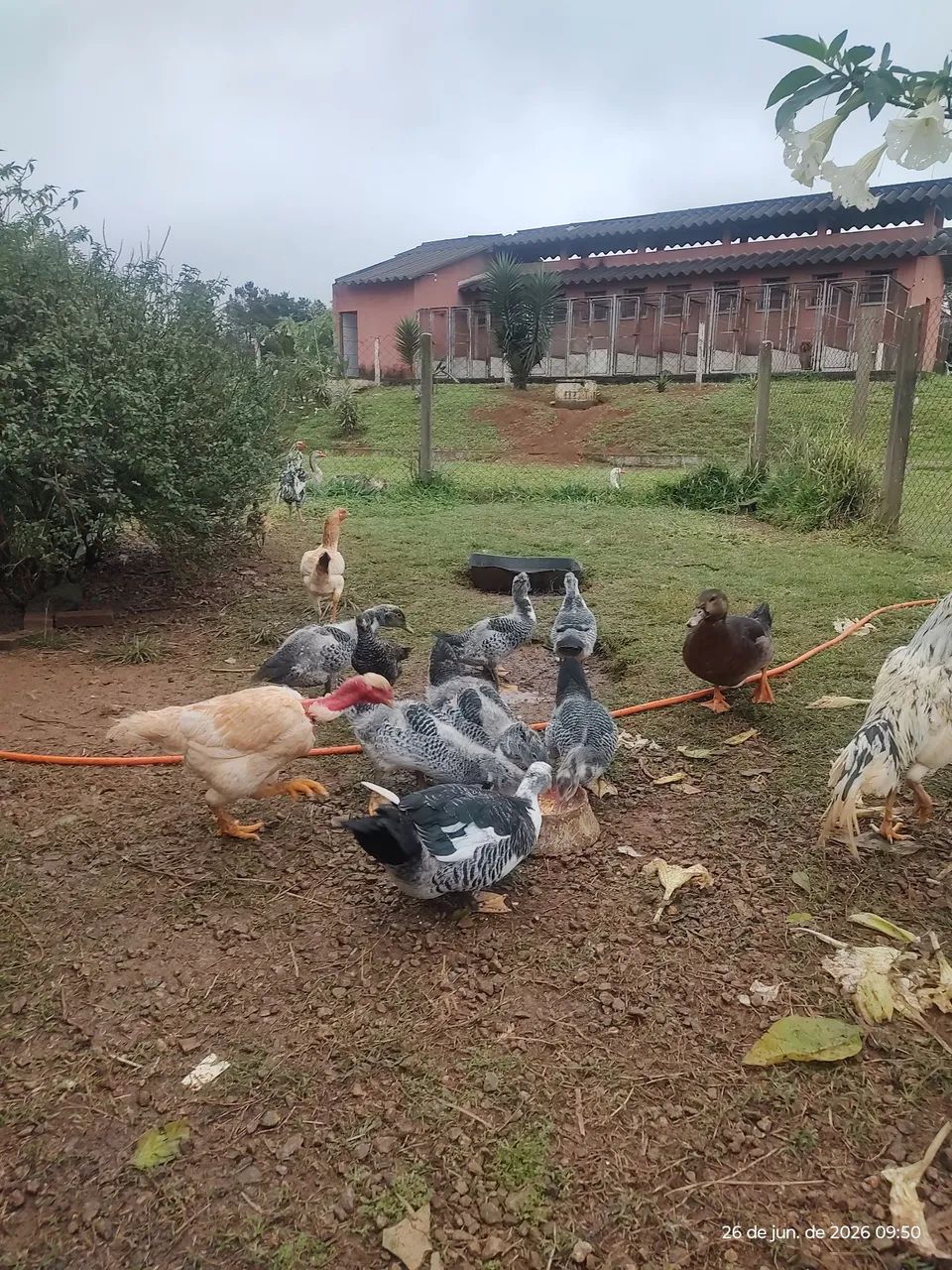 Frangos e Patos