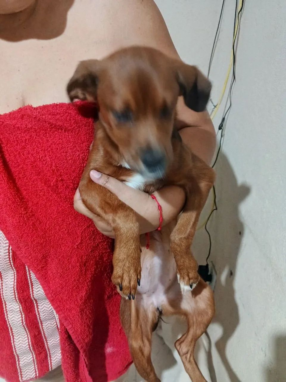 Doação Cachorra filhotes  - Foto 3