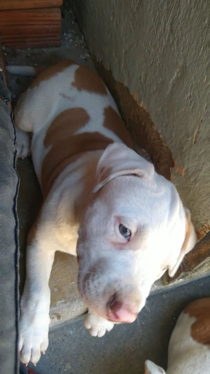 Pitmonster - Foto 2
