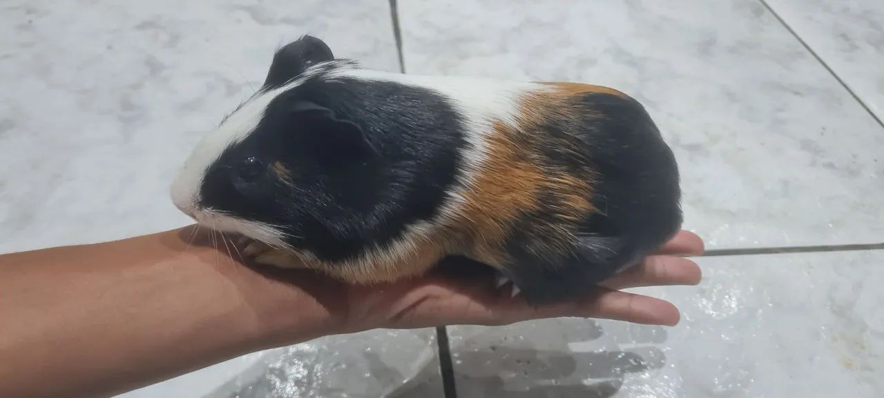 Porquinho da Índia macho  dócil  - Foto 2