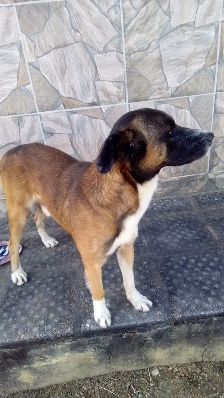 Cão para adoção  - Foto 3