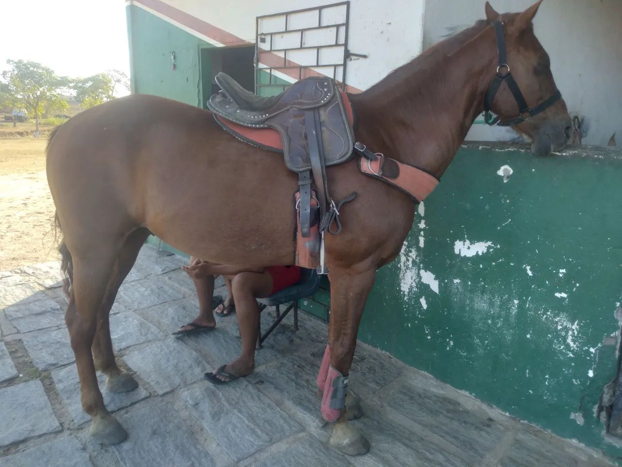 Cavalo de vaquejada ( esquerda)