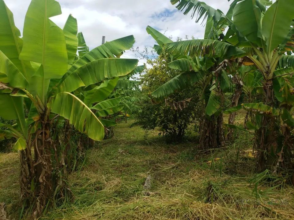 Sítio à Venda no Ribeirão Jacutinga em Ibiporã - Foto 5