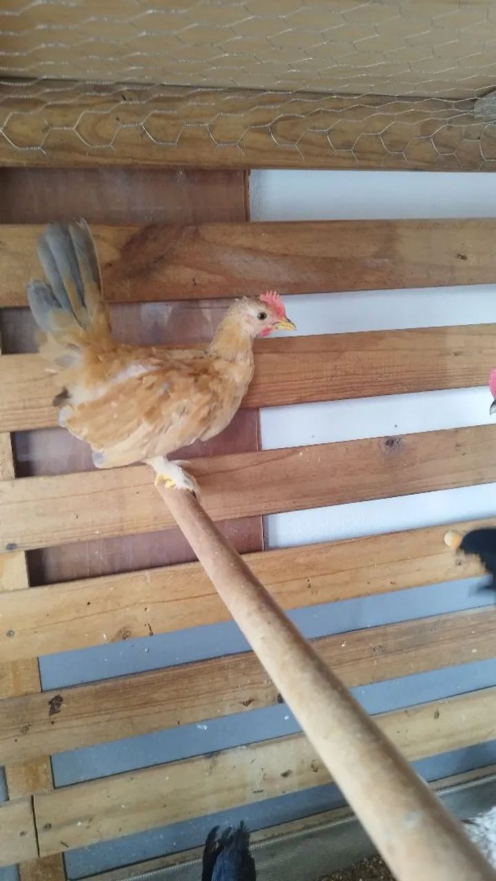 Mini Galo Nagazaki  - Foto 6