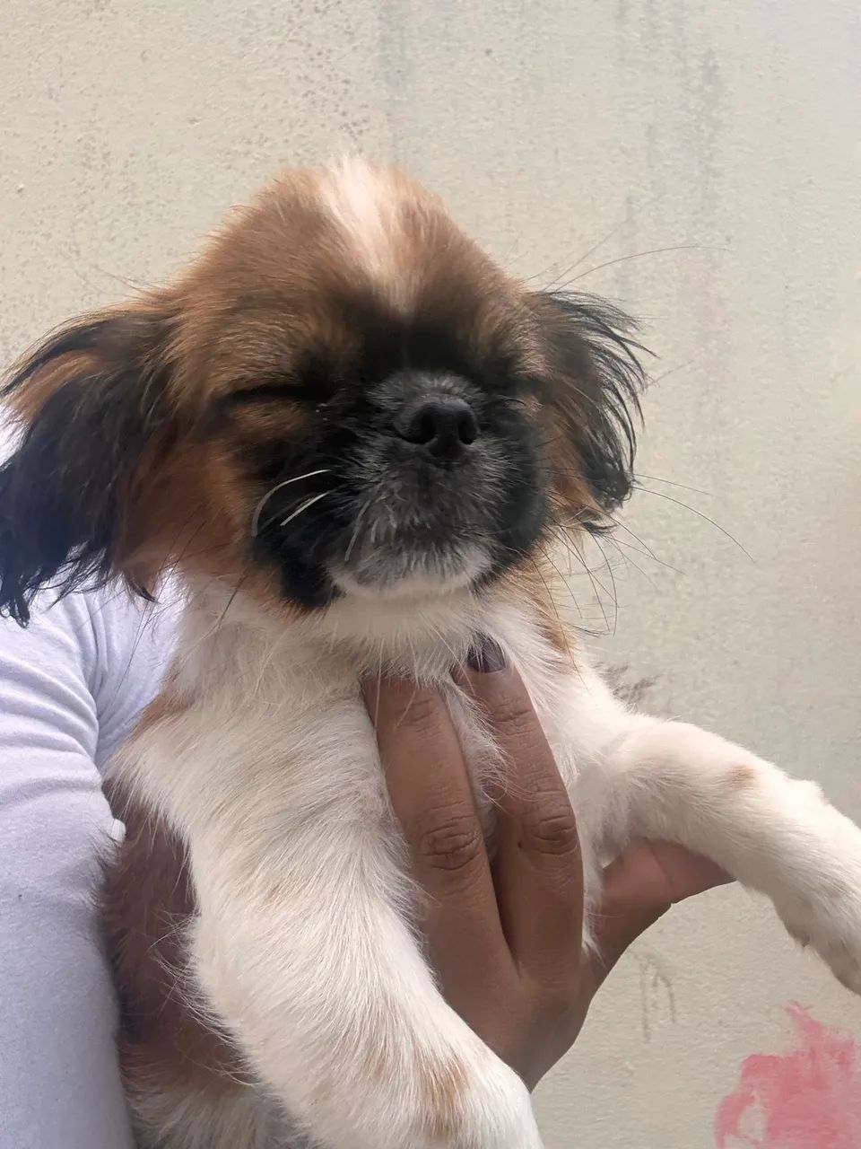 Cachorro Pequinês - Foto 4