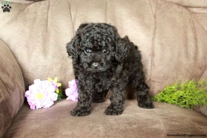 Poodle inteligente - fácil adaptação - Foto 2