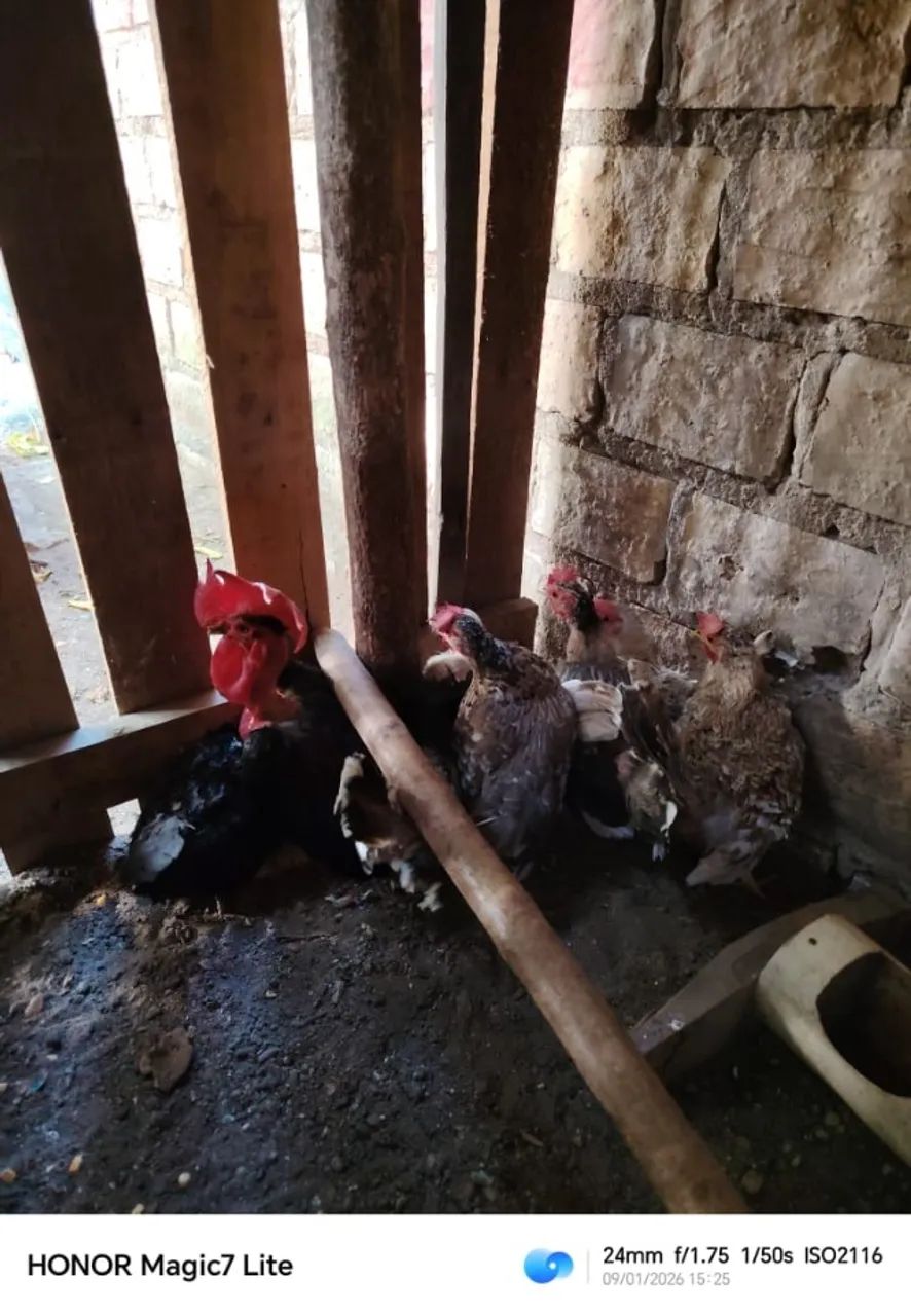 8 frangos 280Rs - Foto 5