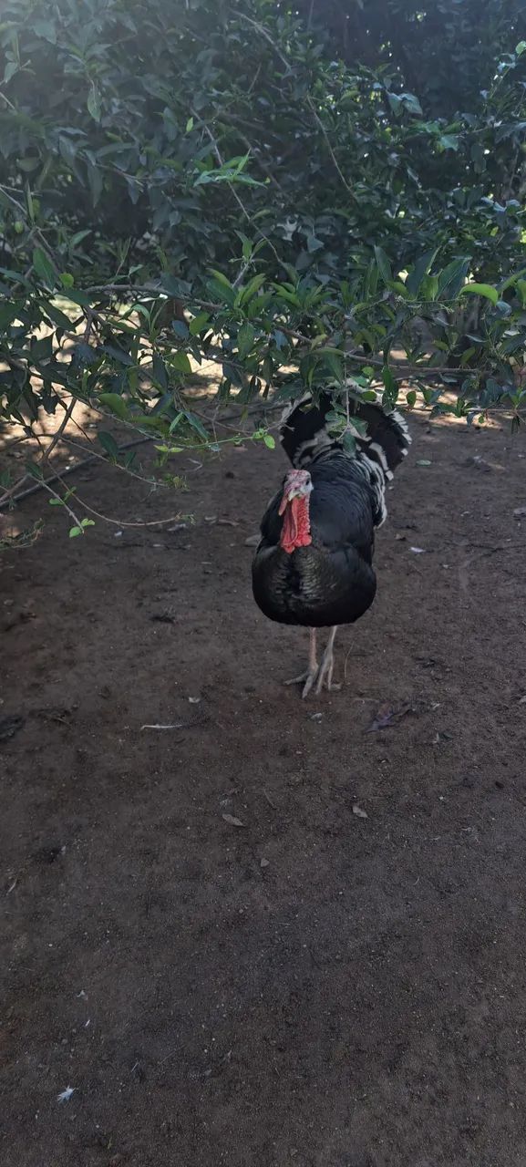 Vendo 2 perus machos adultos 200 cada 1 - Foto 2