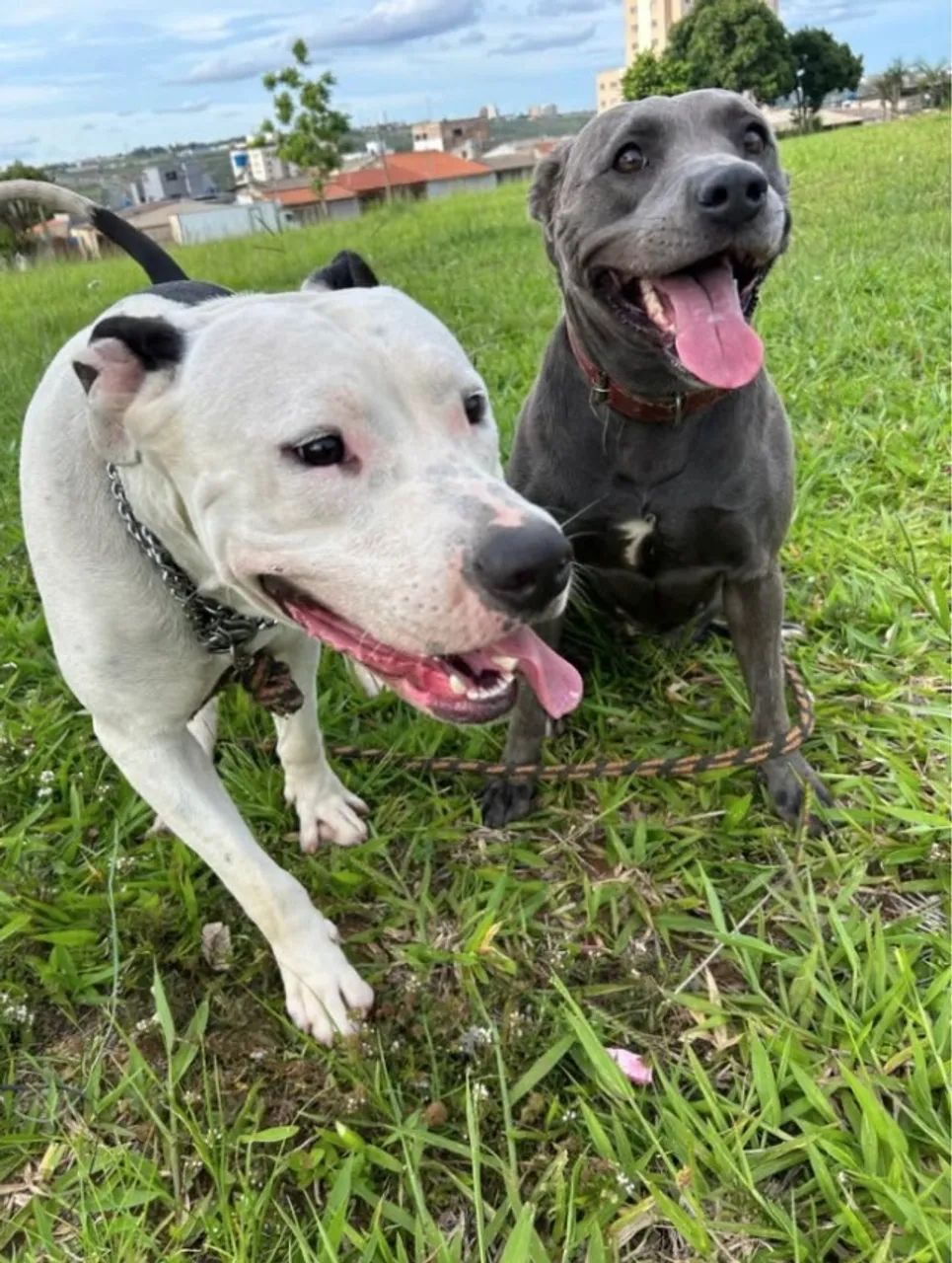 estou doando filhotes e pitbull