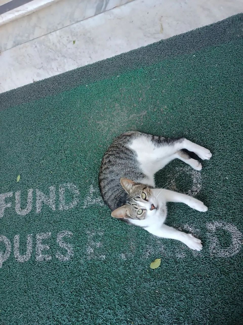 Para Adoção. Caçador.