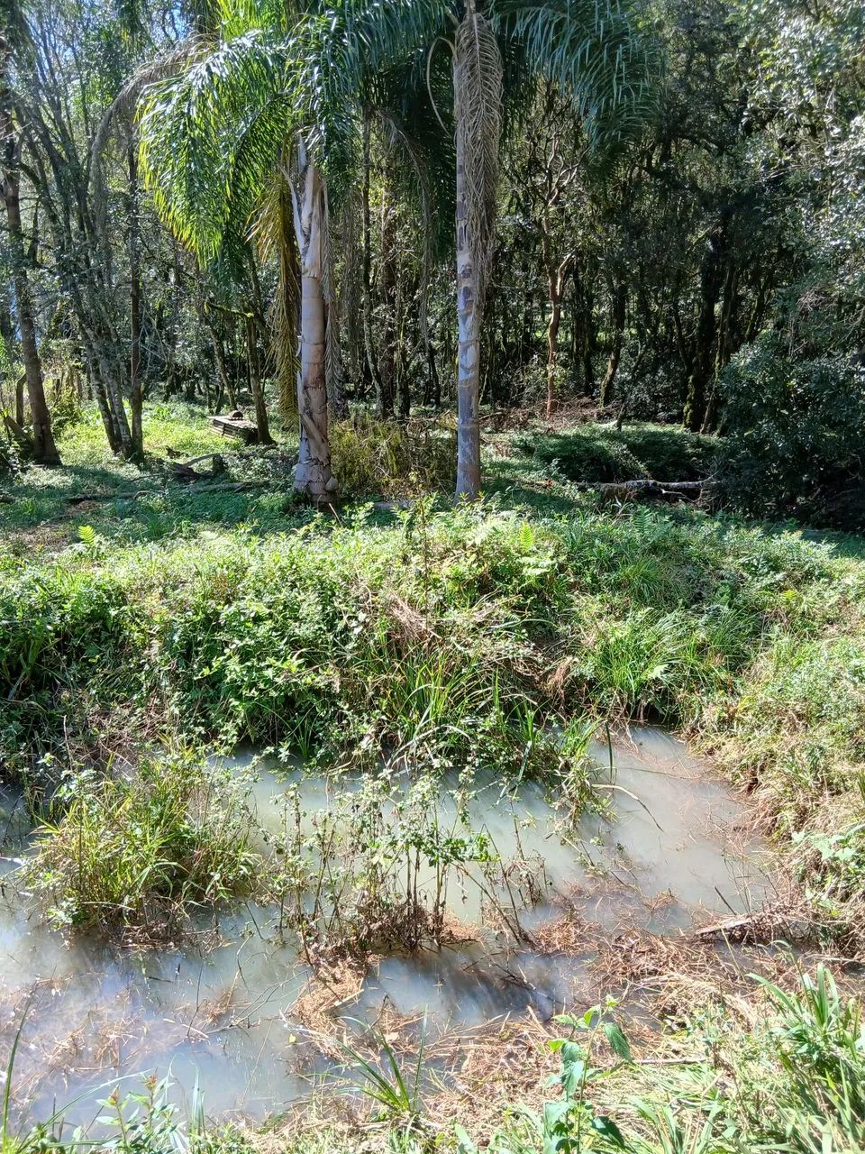 Vendo chácara em Quitandinha  - Foto 4