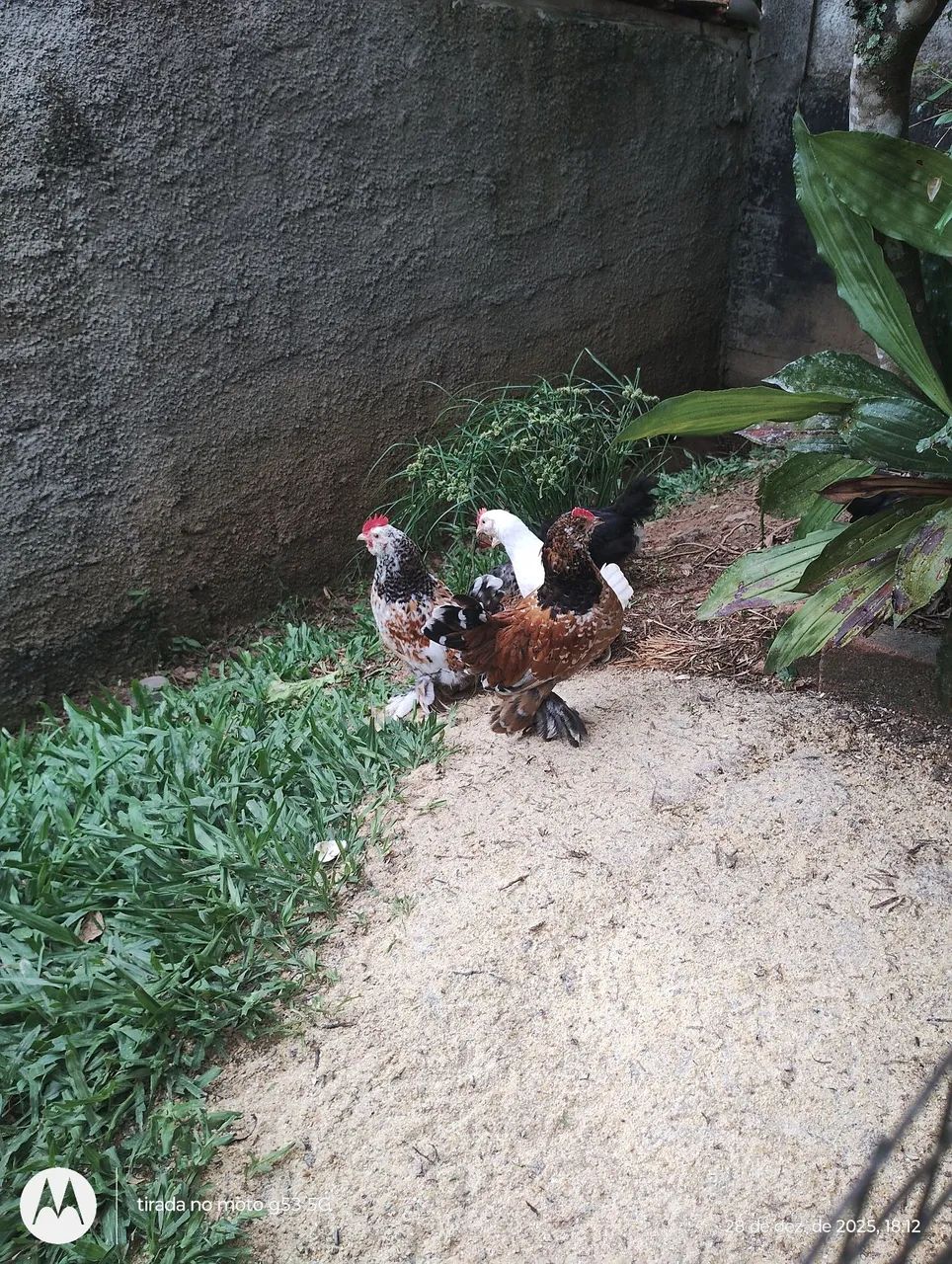 Galizés belgian  - Foto 4