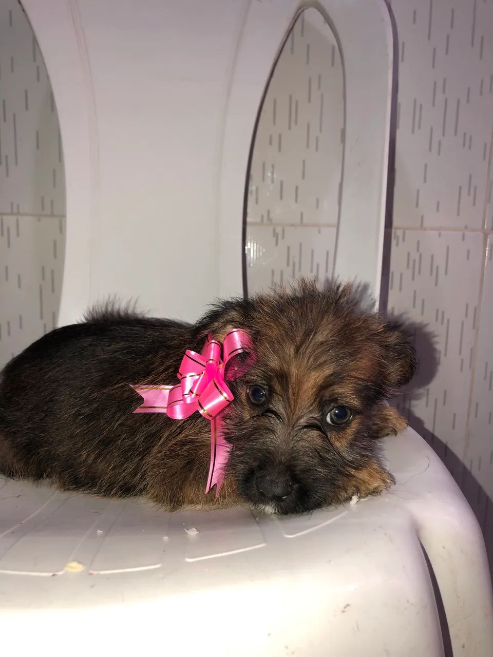 cachorrinhos em doação  - Foto 2