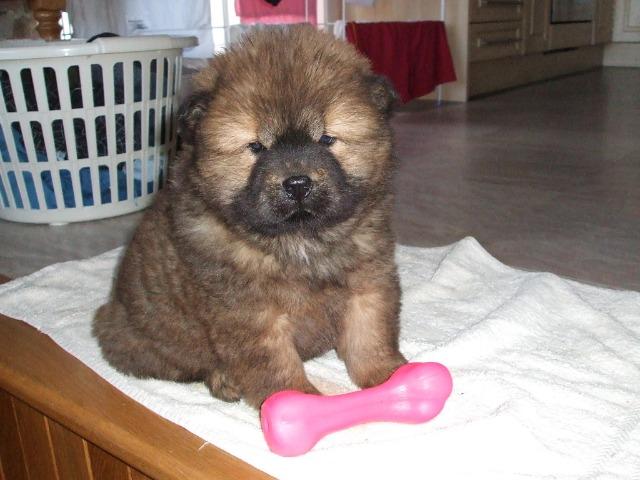 Chow Chow filhotes - Júlio Grava - - Foto 2