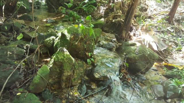 Sítio de 14 alqueires ou 68.320 hectares em Silva Jardim RJ - Foto 6