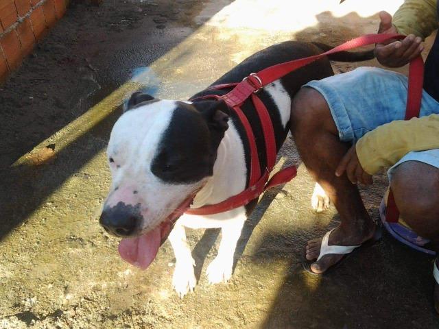 Pitbull apbt com red nose - Foto 2