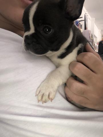 Bulldog Francês - Foto 3