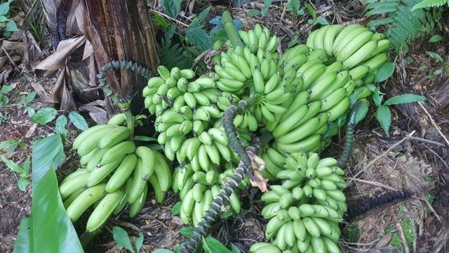 Sítio de 14 alqueires ou 68.320 hectares em Silva Jardim RJ - Foto 11