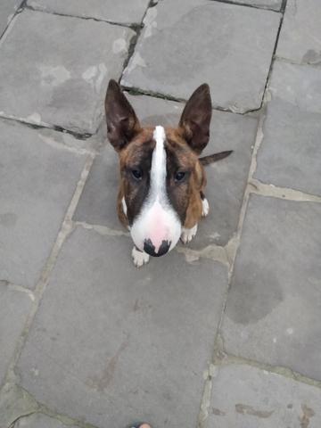 Bull Terrier Inglês