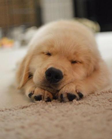 Golden retriever venha se apaixonar