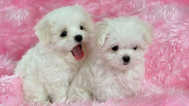 Poodle micro disponível entregamos no conforto na sua residência