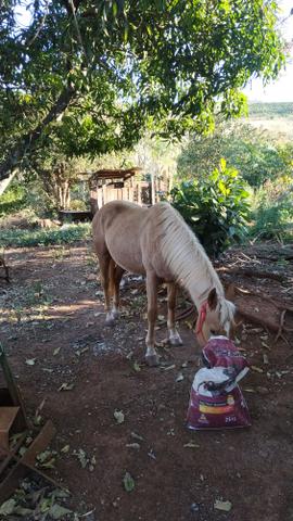 Vendo cavalo Qm puro tp - Foto 3