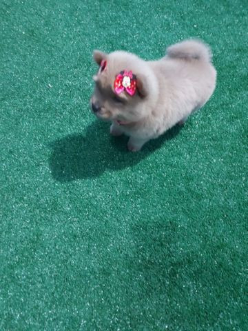 Chow chow fêmea ?? anão raridade olhos azul.?? - Foto 2